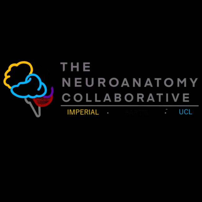 The Neuroanatomy Collaborative
