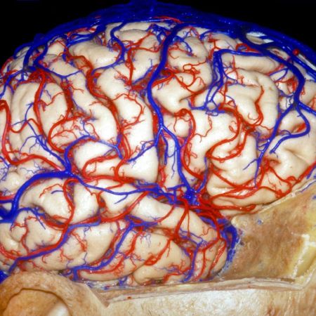 Neurosurgery Education